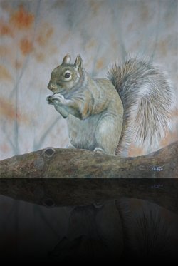 Gray Squirrel